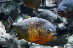 Matt Ellerbeck, piranha conservationist & Mariann Sullivan, AR attorney