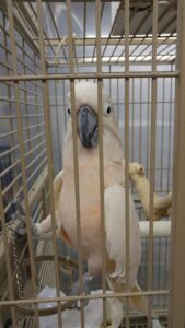 Greyhaven Exotic Bird Sanctuary’s Enormous Rescue and Increased Pressure by Activists at Vancouver Park Board Meetings