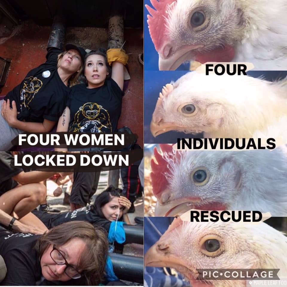 Toronto Activists Lock Down Slaughterhouse and Save 4 Lives, and Bryce Casavant on When Bears and Humans Cross Paths in Urban Settings