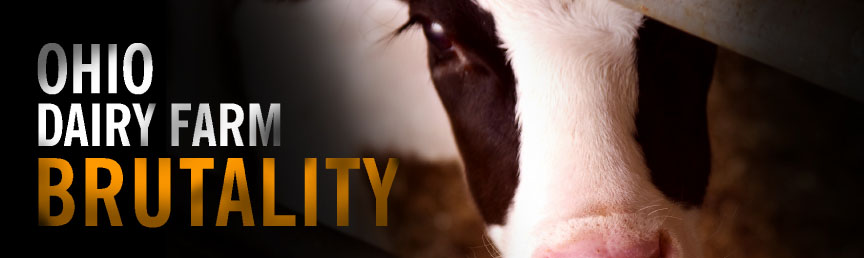 Nathan Runkle, Mercy for Animals, on the Conklin Dairy Farm undercover cruelty investigation