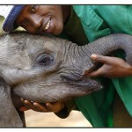 baby elephant w- keeper