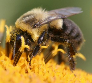 Plight of the Bumble Bee, & How To Eat Veg at Omni Restaurants