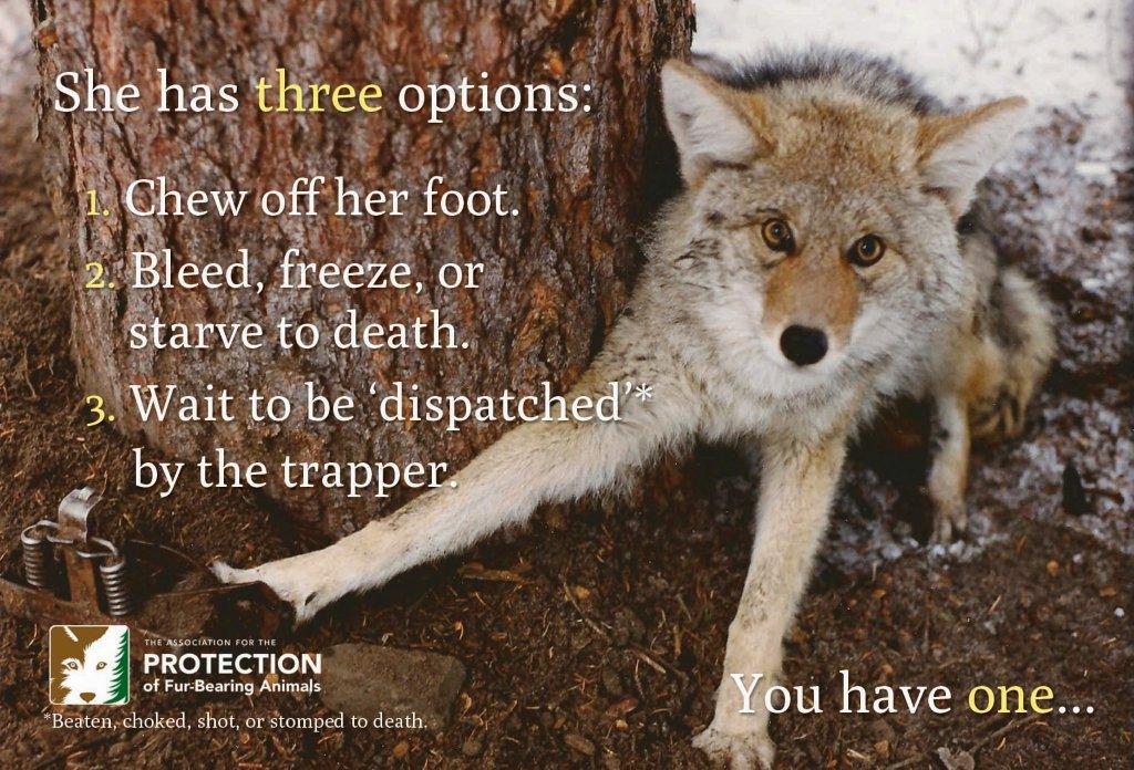 canada goose fur policy canada goose fur policy