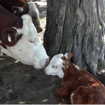 cow-w-calf