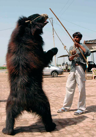 Encore Episode: Dancing Bears in India, and New Codes of Practice for the Care and Handling of Farm Animals in Canada
