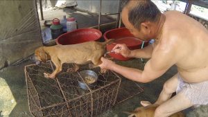 Speciesism and the South Korean Dog Meat Farms