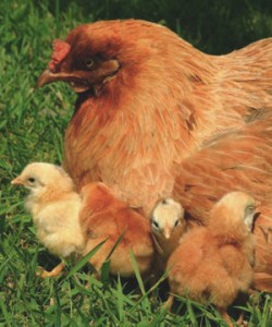 hen baby