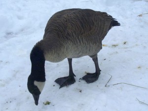 A Happy Ending for Lucy, the Goose; Melissa Balfour on The New Veganminster Project