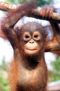 Dairy Calf Cruelty and Orphan Orangutans: Erica Meier from Compassion over Killing and Richard Zimmerman from Orangutan Outreach