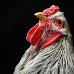 TELFORD, ENGLAND - NOVEMBER 20: A Brahma is seen at the National Poultry Show on November 20, 2016 in Telford, England. The annual event continues to grow with around 7000 entries this year from all around the world. (Photo by Leon Neal/Getty Images)