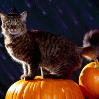 Twyla Francois, Canadian horse slaughter & Halloween safety tips