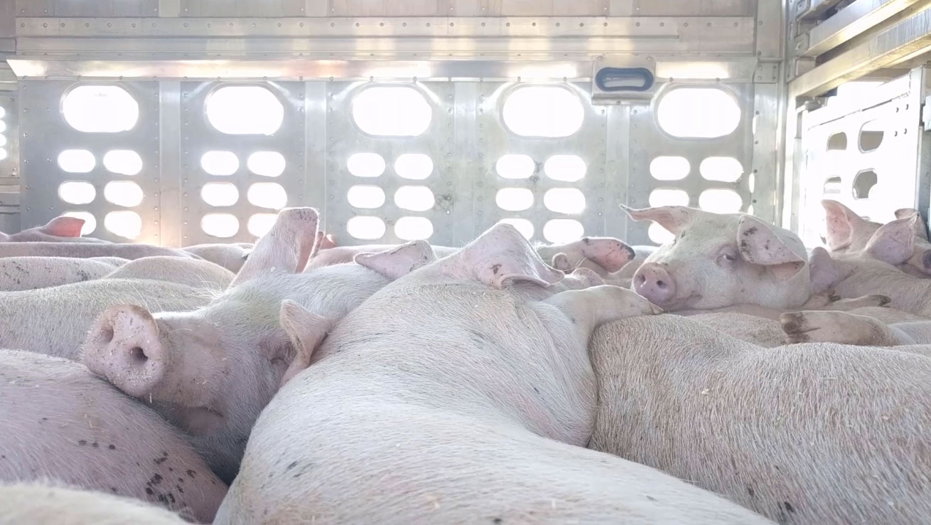 Dairy and Egg Industry Disguising Advertising as Nutrition Education and Local Activists Expose Pig Transport Cruelty