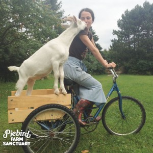 Piebird Farm Sanctuary and Empowering Nonhuman Activists