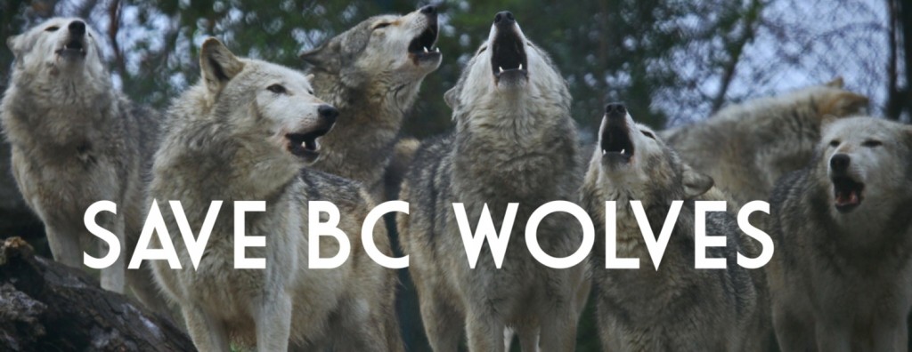 Taking Action in Canada: An Update on the Wolf Cull, the Trophy Hunt, and Whales in Captivity at Marineland