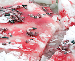 Campaigns Against the Cruelty to Animals About the Canadian Seal Hunt, Seattle VegFest Preview