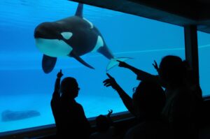 Crown Withdraws Animal Cruelty Charges Against Marineland and Photojournalist Jo-Anne McArthur Discusses Animals in Captivity
