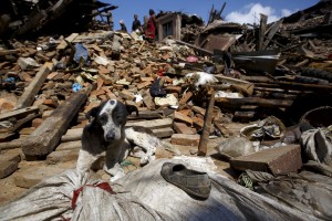 A dog sits in front of a mound of rubble of collapsed houses after Saturday's earthquake in Bhaktapur, Nepal April 27, 2015. REUTERS/Navesh