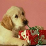 Top 9 Recommendations for Gift Giving to Animal Charities for the Holidays; & Twyla Francois, Canadian Horse Defence Coalition