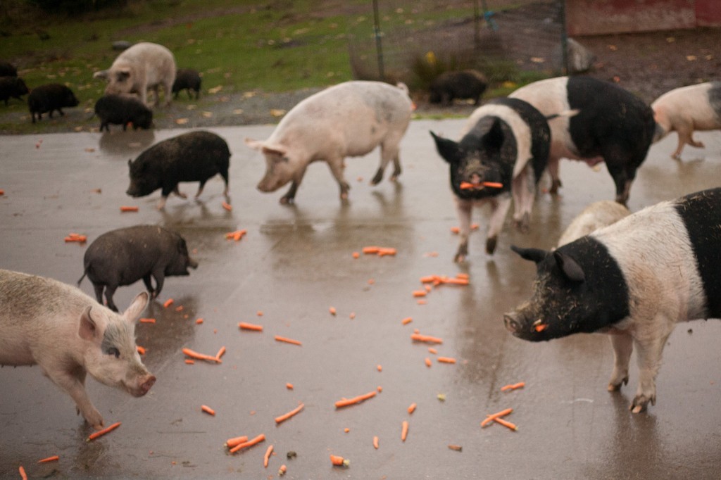 Feeding the pigs! Photo by Alissa Raye