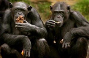 Granting chimpanzees the status of personhood, and the Animal Alliance Environment Voters Party of Canada