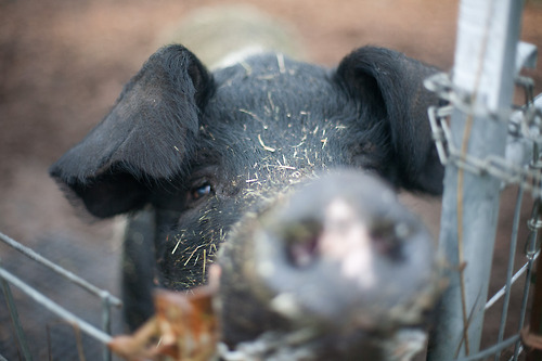 One of the lucky souls who gets to live out the rest of her days at Pigs Peace. Photo by Alissa Raye